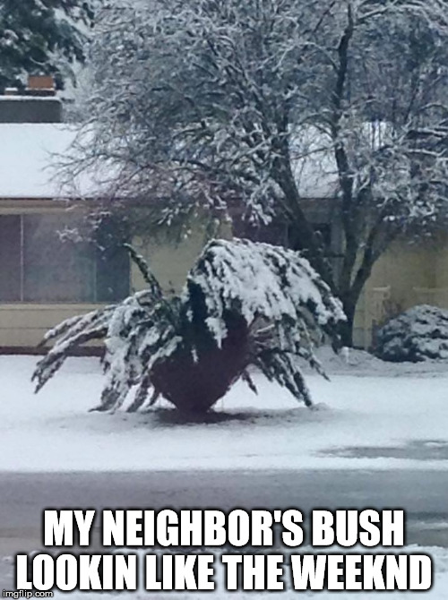 Weeknd bush | MY NEIGHBOR'S BUSH LOOKIN LIKE THE WEEKND | image tagged in the weeknd,bush,snow,neighbors | made w/ Imgflip meme maker