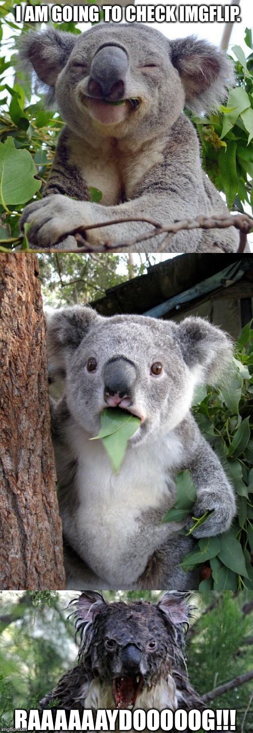 Koala goes ballistic | I AM GOING TO CHECK IMGFLIP. RAAAAAAYDOOOOOG!!! | image tagged in raydog,memes | made w/ Imgflip meme maker