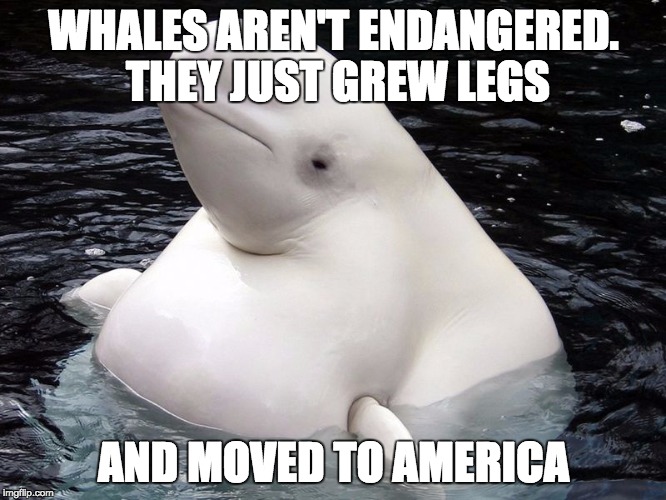 American Whale | WHALES AREN'T ENDANGERED. THEY JUST GREW LEGS; AND MOVED TO AMERICA | image tagged in american,lolz,memes,meme,whales,wtf | made w/ Imgflip meme maker