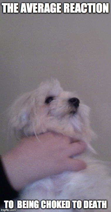 The dog being choked to death | THE AVERAGE REACTION; TO  BEING CHOKED TO DEATH | image tagged in annoyed dog | made w/ Imgflip meme maker