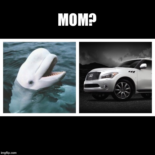 Infiniti vs Beluga | MOM? | image tagged in infiniti,beluga | made w/ Imgflip meme maker