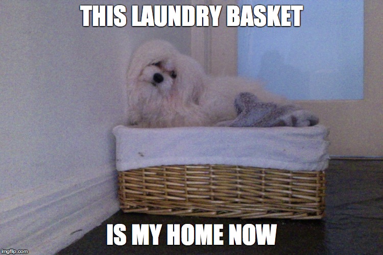 Laundry dog | THIS LAUNDRY BASKET; IS MY HOME NOW | image tagged in annoyed dog | made w/ Imgflip meme maker