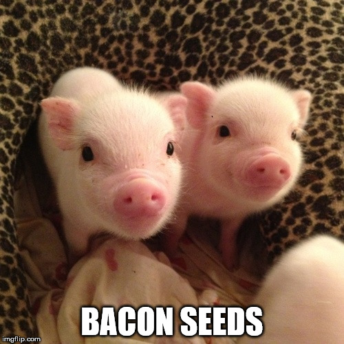 piglets | BACON SEEDS | image tagged in piglets | made w/ Imgflip meme maker