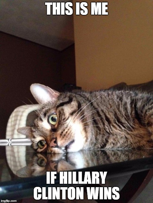 Existential Crisis Cat | THIS IS ME; IF HILLARY CLINTON WINS | image tagged in existential crisis cat,hillary clinton | made w/ Imgflip meme maker