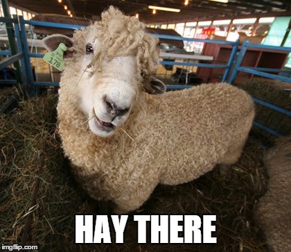Sheep | HAY THERE | image tagged in sheep | made w/ Imgflip meme maker