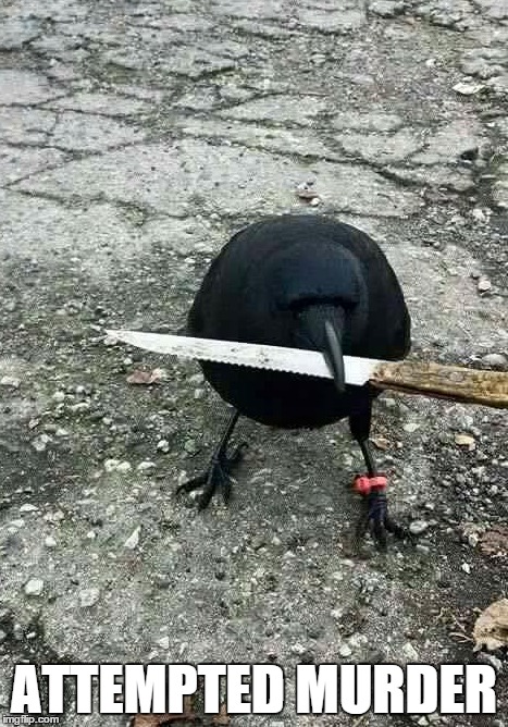 Ankle Bracelet and Zero Fucks Given | ATTEMPTED MURDER | image tagged in attempted murder,murder,knife,the crow,zero fucks given | made w/ Imgflip meme maker