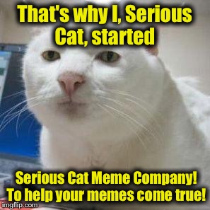 Serious Cat 1 | That's why I, Serious Cat, started Serious Cat Meme Company! To help your memes come true! | image tagged in serious cat 1 | made w/ Imgflip meme maker