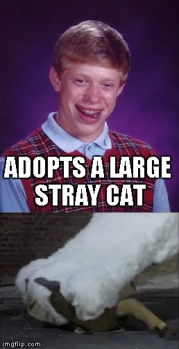 Bad Luck Brian | ADOPTS A LARGE STRAY CAT | image tagged in memes,bad luck brian | made w/ Imgflip meme maker