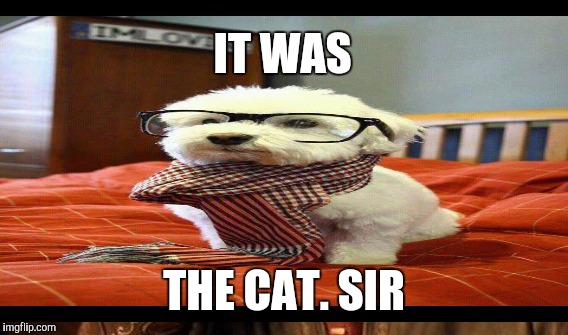 IT WAS THE CAT. SIR | made w/ Imgflip meme maker