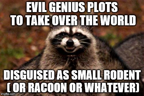 Evil Plotting Raccoon Meme | EVIL GENIUS PLOTS TO TAKE OVER THE WORLD; DISGUISED AS SMALL RODENT ( OR RACOON OR WHATEVER) | image tagged in memes,evil plotting raccoon | made w/ Imgflip meme maker