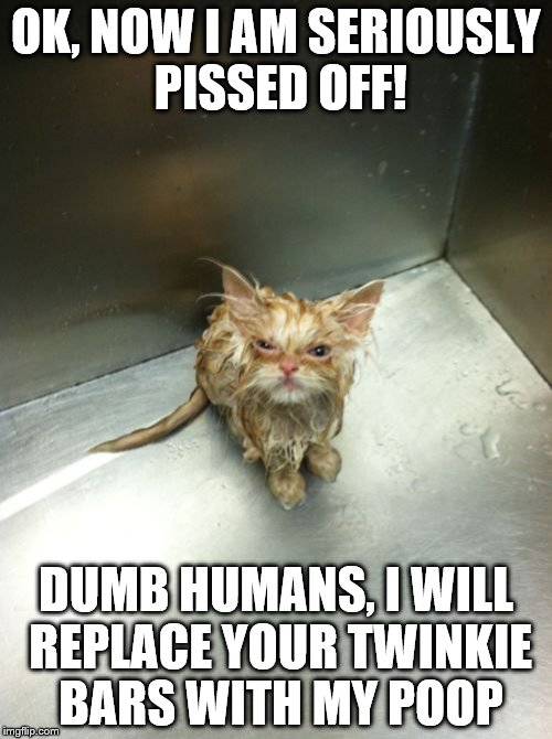 ok, now i am seriously pissed off! | OK, NOW I AM SERIOUSLY PISSED OFF! DUMB HUMANS, I WILL REPLACE YOUR TWINKIE BARS WITH MY POOP | image tagged in memes,kill you cat,dumb humans | made w/ Imgflip meme maker