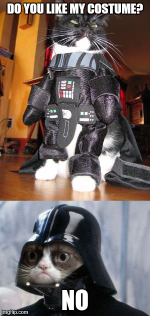 It is useless to resist the grumpiness | DO YOU LIKE MY COSTUME? NO | image tagged in memes,star wars,cats | made w/ Imgflip meme maker