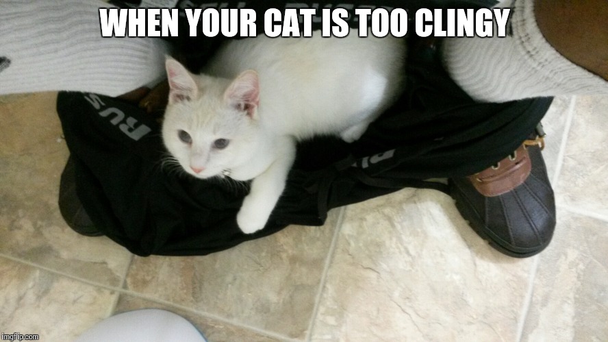 Can't take a dump | WHEN YOUR CAT IS TOO CLINGY | image tagged in kitten | made w/ Imgflip meme maker