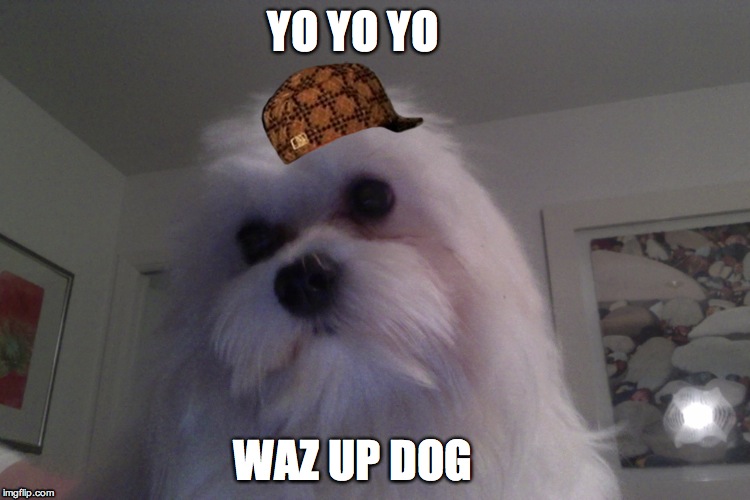 Gangsta dog | YO YO YO; WAZ UP DOG | image tagged in annoyed dog,meme | made w/ Imgflip meme maker