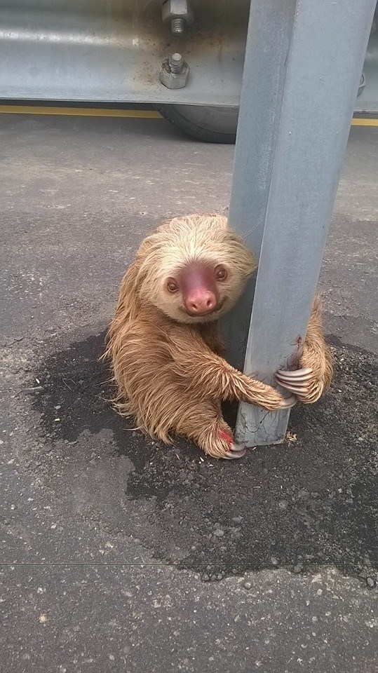 High Quality Scared Sloth Blank Meme Template