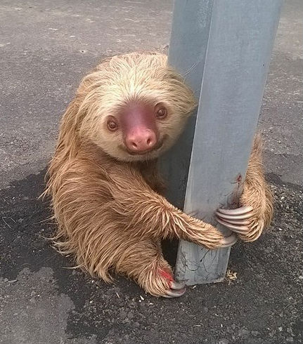 High Quality Sloth: Facebook Photos Show Small Mammal Clinging to Traffic Bar Blank Meme Template