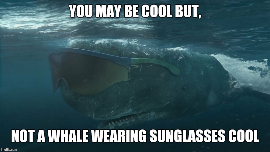 Old Spice has done it again... | YOU MAY BE COOL BUT, NOT A WHALE WEARING SUNGLASSES COOL | image tagged in whale,you may be cool | made w/ Imgflip meme maker