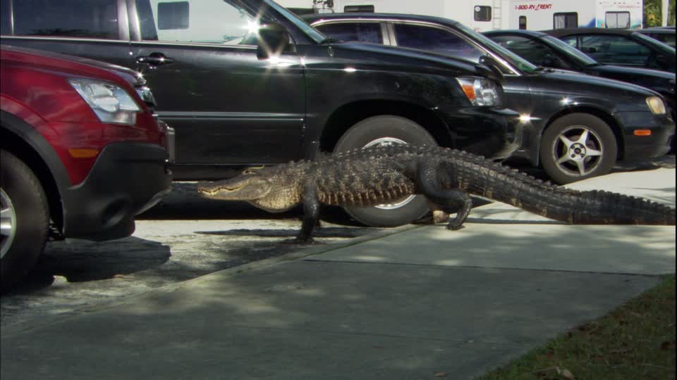 Florida Alligator Blank Meme Template