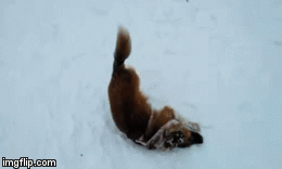 Lucy on the Snow | image tagged in gifs | made w/ Imgflip video-to-gif maker