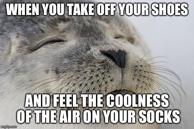 Satisfied Seal Meme | WHEN YOU TAKE OFF YOUR SHOES; AND FEEL THE COOLNESS OF THE AIR ON YOUR SOCKS | image tagged in memes,satisfied seal | made w/ Imgflip meme maker