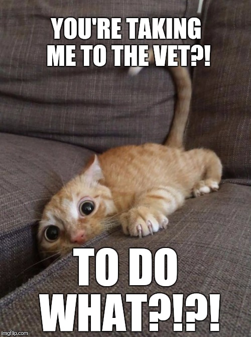 You WHAT?! | YOU'RE TAKING ME TO THE VET?! TO DO WHAT?!?! | image tagged in castration,cats,neuter,veterenarian,pets,funny | made w/ Imgflip meme maker