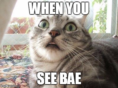 shocked cat | WHEN YOU; SEE BAE | image tagged in shocked cat | made w/ Imgflip meme maker