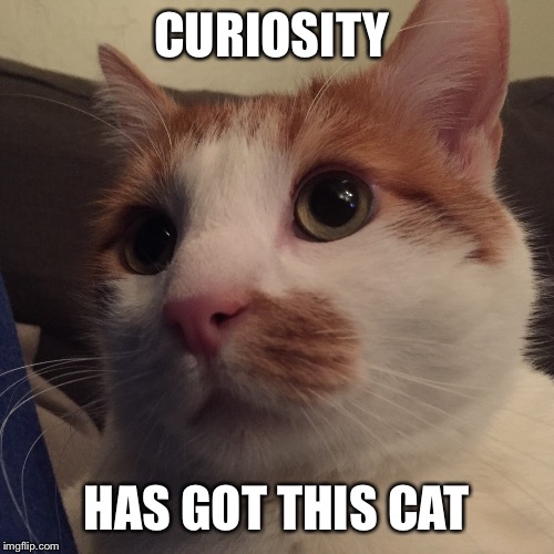 CURIOSITY; HAS GOT THIS CAT | made w/ Imgflip meme maker