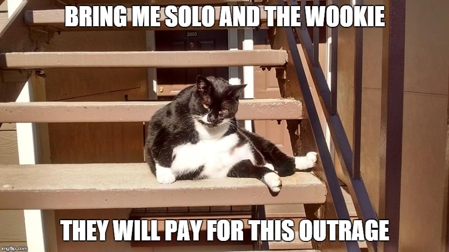 BRING ME SOLO AND THE WOOKIE; THEY WILL PAY FOR THIS OUTRAGE | image tagged in cat | made w/ Imgflip meme maker