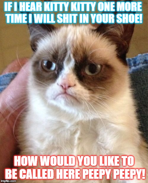 Grumpy Cat Meme | IF I HEAR KITTY KITTY ONE MORE TIME I WILL SHIT IN YOUR SHOE! HOW WOULD YOU LIKE TO BE CALLED HERE PEEPY PEEPY! | image tagged in memes,grumpy cat | made w/ Imgflip meme maker