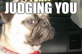 JUDGING YOU | image tagged in pug | made w/ Imgflip meme maker