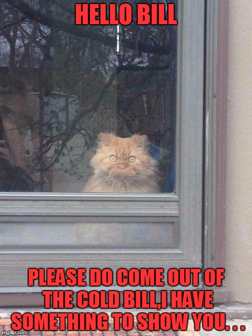 ready this voice in a silence of the lambs voice then stare into the cats eyes while it says it . . . | HELLO BILL; PLEASE DO COME OUT OF THE COLD BILL,I HAVE SOMETHING TO SHOW YOU. . . | image tagged in cat,bill,grumpy cat | made w/ Imgflip meme maker