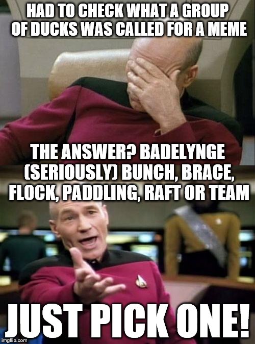 First world problems... | HAD TO CHECK WHAT A GROUP OF DUCKS WAS CALLED FOR A MEME; THE ANSWER? BADELYNGE (SERIOUSLY) BUNCH, BRACE, FLOCK, PADDLING, RAFT OR TEAM; JUST PICK ONE! | image tagged in memes,ducks,science,animals | made w/ Imgflip meme maker