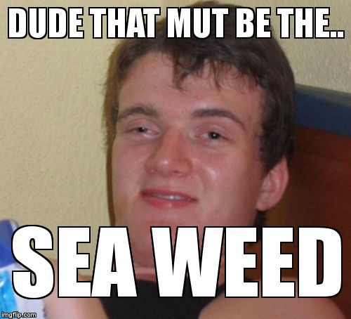 10 Guy Meme | DUDE THAT MUT BE THE.. SEA WEED | image tagged in memes,10 guy | made w/ Imgflip meme maker