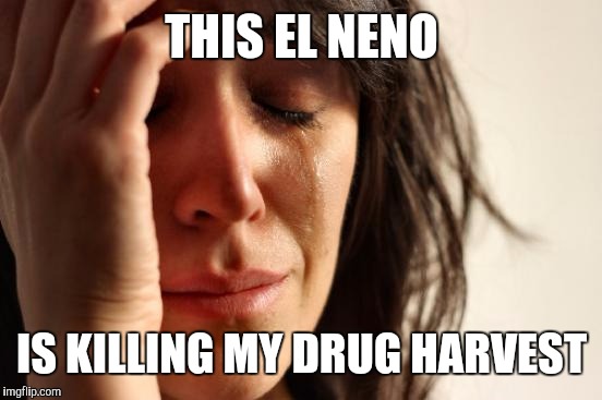 First World Problems Meme | THIS EL NENO IS KILLING MY DRUG HARVEST | image tagged in memes,first world problems | made w/ Imgflip meme maker