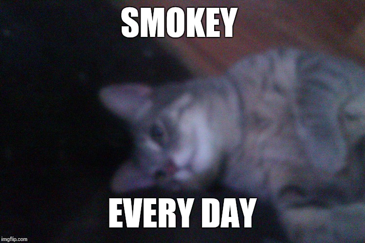 Smokey the cat every day | SMOKEY; EVERY DAY | image tagged in smoke weed everyday cat parody,smokey the cat,smokey the cat every day,catnip,grey tabby | made w/ Imgflip meme maker