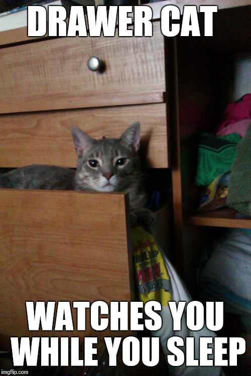 Drawer Cat | DRAWER CAT; WATCHES YOU WHILE YOU SLEEP | image tagged in drawer cat,smokey the cat,ceiling cat parody,watches you while you sleep,grey tabby | made w/ Imgflip meme maker