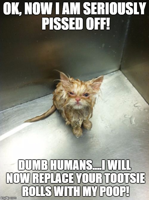 Kill You Cat Meme | OK, NOW I AM SERIOUSLY PISSED OFF! DUMB HUMANS....I WILL NOW REPLACE YOUR TOOTSIE ROLLS WITH MY POOP! | image tagged in memes,kill you cat | made w/ Imgflip meme maker