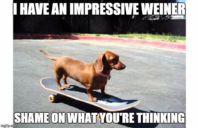 I HAVE AN IMPRESSIVE WEINER; SHAME ON WHAT YOU'RE THINKING | image tagged in dogs | made w/ Imgflip meme maker