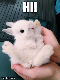 HI! | image tagged in bunny says hi | made w/ Imgflip meme maker