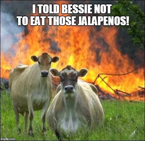 Evil Cows | I TOLD BESSIE NOT TO EAT THOSE JALAPENOS! | image tagged in memes,evil cows | made w/ Imgflip meme maker