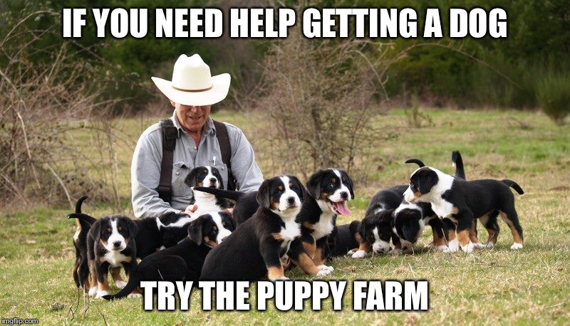 IF YOU NEED HELP GETTING A DOG; TRY THE PUPPY FARM | image tagged in puppies | made w/ Imgflip meme maker