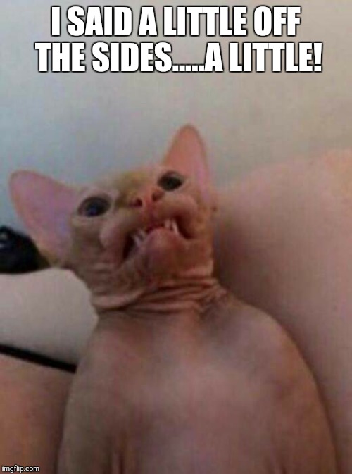 Bald Kitty | I SAID A LITTLE OFF THE SIDES.....A LITTLE! | image tagged in cat,haircut | made w/ Imgflip meme maker