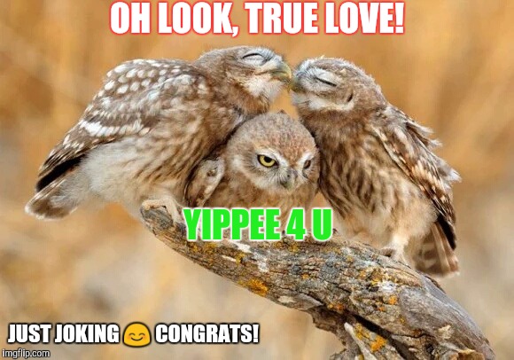 Lovebirds | OH LOOK, TRUE LOVE! YIPPEE 4 U; JUST JOKING 😊 CONGRATS! | image tagged in true love,owls,sarcasm | made w/ Imgflip meme maker