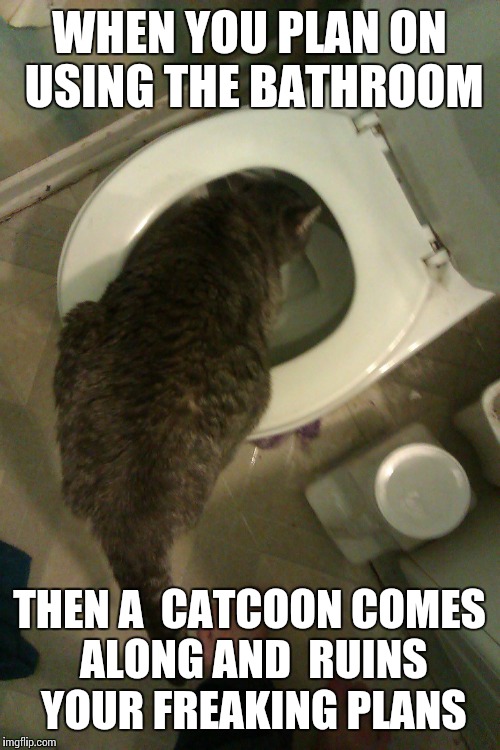 Toilet Catcoon | WHEN YOU PLAN ON USING THE BATHROOM; THEN A  CATCOON COMES ALONG AND  RUINS YOUR FREAKING PLANS | image tagged in catcoon,smokey the cat,toilet cat,toilet catcoon,grey tabby | made w/ Imgflip meme maker