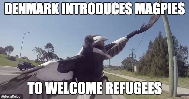  DENMARK INTRODUCES MAGPIES; TO WELCOME REFUGEES | image tagged in refugees,denmark | made w/ Imgflip meme maker