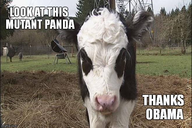 Won't someone think of the poor Pandas?? | LOOK AT THIS MUTANT PANDA; THANKS OBAMA | image tagged in memes,funny memes,thanks obama,panda cow,mutant | made w/ Imgflip meme maker