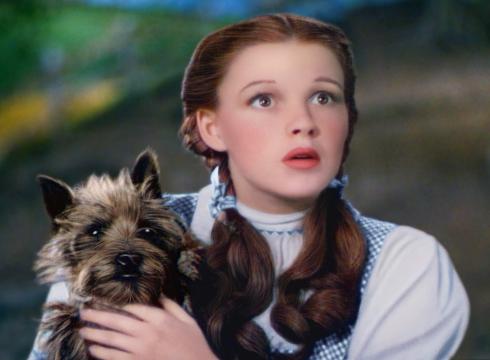 High Quality Toto Wizard of Oz Blank Meme Template
