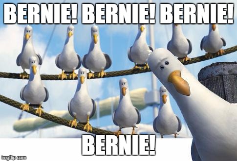 BIRDS | BERNIE! BERNIE! BERNIE! BERNIE! | image tagged in birds,AdviceAnimals | made w/ Imgflip meme maker