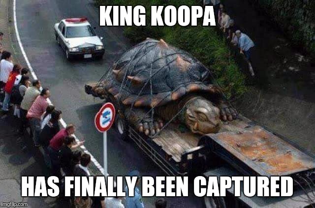 King Koopa finally captured | KING KOOPA; HAS FINALLY BEEN CAPTURED | image tagged in mario,funny memes,comedy | made w/ Imgflip meme maker