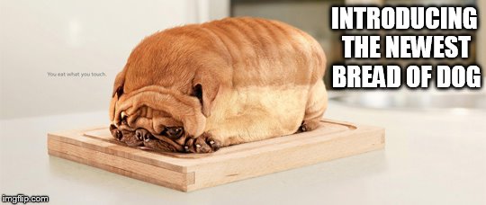 Can't think of what to call it | INTRODUCING THE NEWEST BREAD OF DOG | image tagged in dog,bread | made w/ Imgflip meme maker
